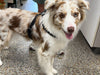 Sporn Simple Control Harness SALE