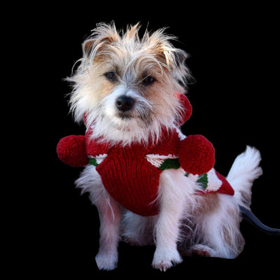 Chilly Dog Novelty Xmas Elf Sweater SALE