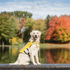 GF Pet Life Vest Yellow