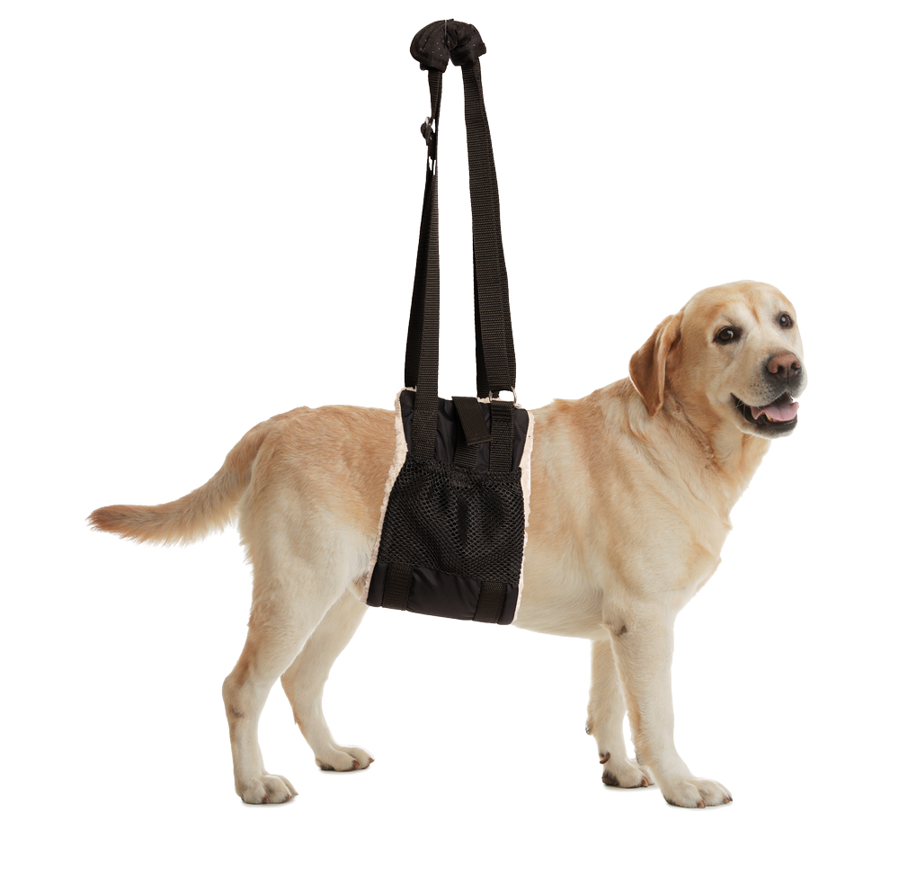 Zen Pet Buddy Lift