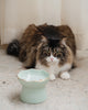 Dexypaws Raised Ceramic Cat Bowl, Sage Green 7.75 oz