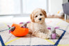 Zippy Paws Zippy Burrow - Bunny 'N Carrot