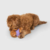 Canada Pooch Mini-Me Pooch Pal Dog Toy - Bailey the Doodle