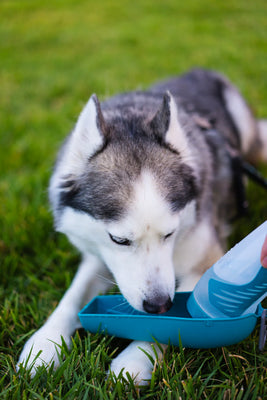 Messy Mutts Travel Water Bottle with Removable Bowl 500ml  (NEW)