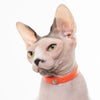 Nuvuq Collar With Safe Breakaway Button Cat