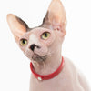 Nuvuq Collar With Safe Breakaway Button Cat