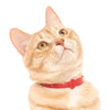 Nuvuq Collar With Safe Breakaway Button Cat