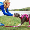 RC Pets Momentum Control Harness Sapphire