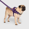 Canada Pooch® Redirect Harness Purple/Lavender