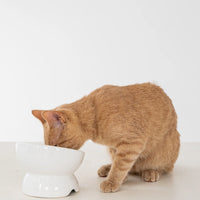 Dexypaws Raised Ceramic Cat Bowl, White Cat 7oz