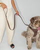 Dexypaws Waterproof Dog Leash, Espresso Dog