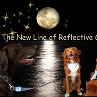 RC Pets Nova LED Light Harness