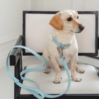 Dexypaws Waterproof Dog Collar, Sky Blue