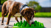 Company of Animals Slow Feeder SALE