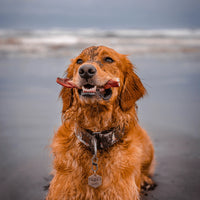 Natural Farm Pet Bully Cheek Sticks - Braided