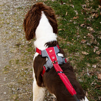 Ezydog "X-Link" Harness Black