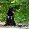 Ezydog "X-Link" Harness Black