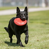 Kong® Flyer Dog Toy