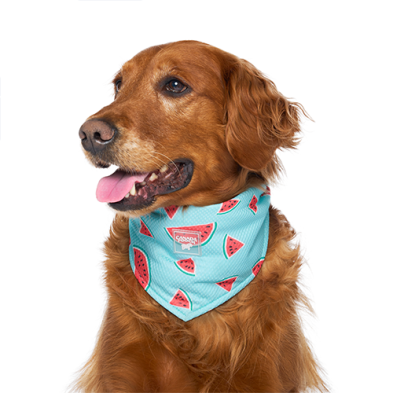 Canada Pooch® Chill Seeker Cooling Bandana Watermelon (NEW)