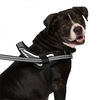 Canada Pooch® Redirect Harness Black/Grey