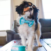 Li'l Pals® Birthday Combo, Teal- Bandana, Bow, & Toy Dog