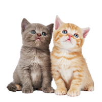 Pet Eyes Freeze-Dried Vitamin Treats for Cats - Chicken