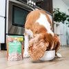 Now Fresh Grain Free Shredded Chicken & Broth Blend Small Breed Dog 2.8 oz