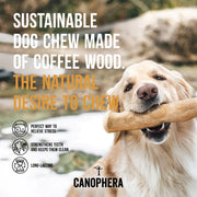 Canophera Coffee Tree Wood Stick