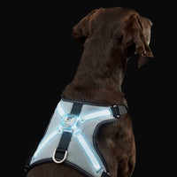 RC Pets Nova LED Light Harness (NEW)