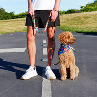 RC Pets Artist Series Leash - Dalek (NEW)