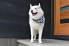 RC Pets Artist Series Bandana - Daim (NEW)