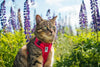 RC Pets Adventure Kitty Harness Daisies