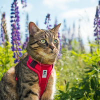 RC Pets Adventure Kitty Harness Daisies