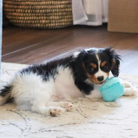 Li'l Pals® Birthday Combo, Teal- Bandana, Bow, & Toy Dog