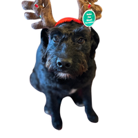 Outward Hound - Antler and Lights Headband - BLOWOUT SALE