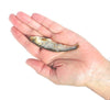Plato Pet Treats - On the Go! Wild Caught Baltic Sprat 0.35 oz (10g)