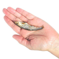 Plato Pet Treats - On the Go! Wild Caught Baltic Sprat 0.35 oz (10g)