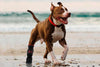 Medipaw® Protective Boot