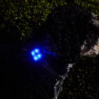 RC Pets Nova LED Light (NEW)