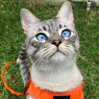 Travel Cat "The True Adventurer" Reflective Cat & Kitten Harness and Leash
