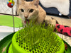 Catit Catit Play 3 in 1 Circuit Ball Toy with Cat Grass