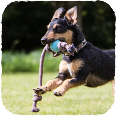 Beco Ball on a Rope - Blue - Natural Pet Foods
