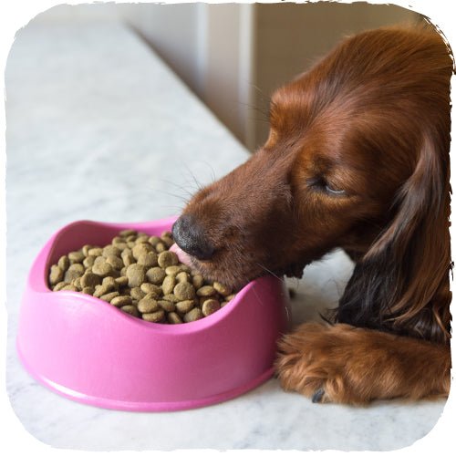 Beco Dog Bowl - Pink Color - Natural Pet Foods