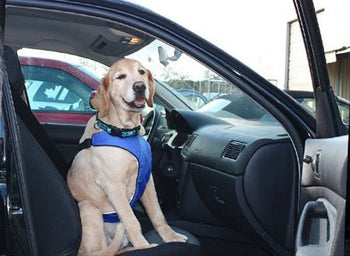Canine Equipment Vest Harness