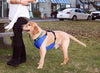 Canine Equipment Vest Harness - Natural Pet Foods