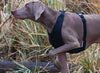 Canine Equipment Vest Harness - Natural Pet Foods