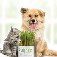 Pet Greens Self Grow Pet Grass 3 oz