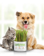 Pet Greens Self Grow Pet Grass 3 oz