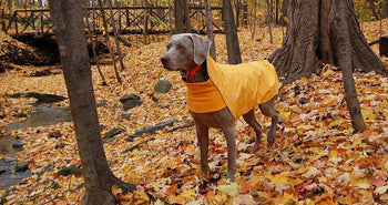 Chilly Dogs - Rainslicker - Yellow