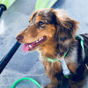Coastal Pro Waterproof Dog Leash 1” x 6ft Aqua - Natural Pet Foods